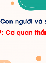 Chủ đề 5 - Bài 17 Cơ quan thần kinh